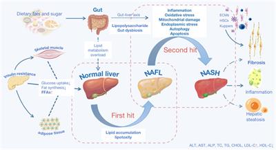 Pharmacological Effects and Molecular Protective Mechanisms of Astragalus Polysaccharides on Nonalcoholic Fatty Liver Disease